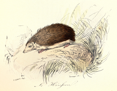 Illustration from the book "Complete Works of Buffon": Les animaux: Le herisson (engraving)
