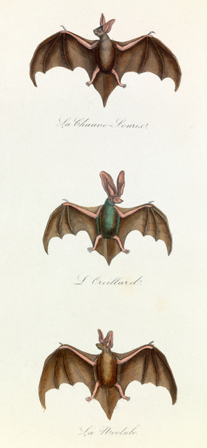 Illustration from the book "Complete Works of Buffon": Les Quadrupedes: Bat souris (engraving)