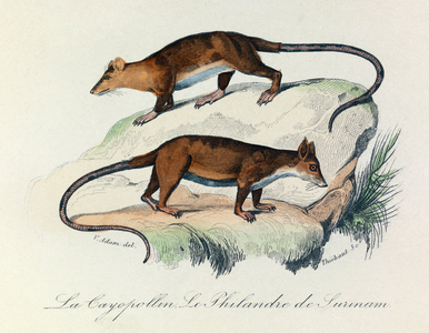 Illustration from the book "Complete Works of Buffon": Les Quadrupedes: Le cayopollin et la philandre de Surinam (engraving)