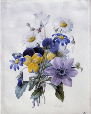 A bouquet of flowers: clematite, thought, daisy and cyclamen, 19th century (watercolour)