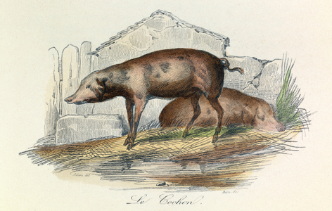 Illustration from the book "Complete Works of Buffon": Les animaux: Le pichon (engraving)