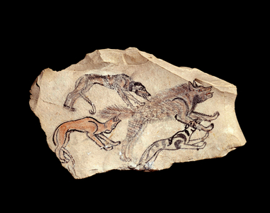 Egyptian antiquite: ostrakon in limestone representing three dogs hunting a hyena. 1300-1070 BC (limestone)
