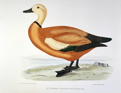 Representation of a duck tadorne kasarka, 19th century (engraving)