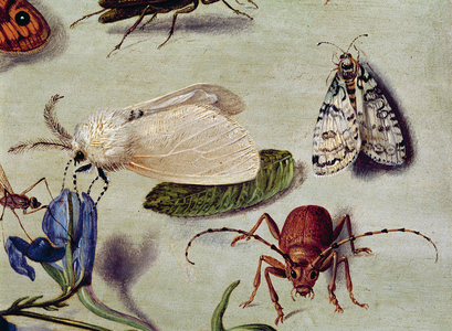 Still life, detail of insects (oil on canvas)
