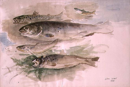 Study of Fish, 1966 (pen and ink with w/c)