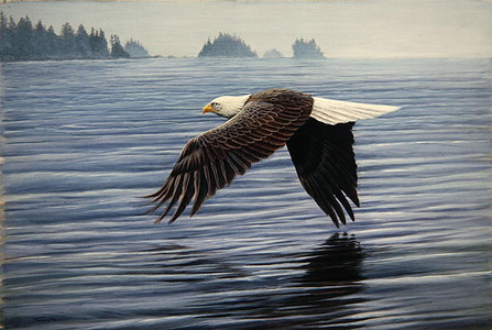 Low Flight, bald eagle, 1992 (acrylic on board)