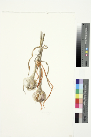 Garlic (w/c on paper)