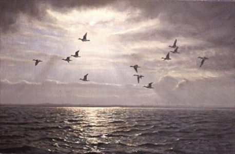Wigeon Over Hamford Water