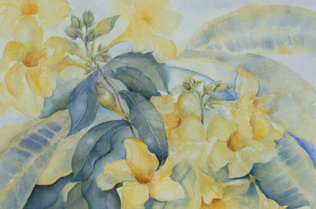 Alamanda or yellow bells