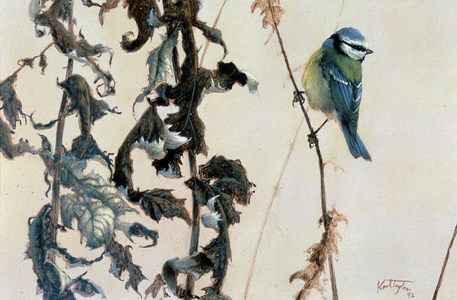 Ragwort and Bluetit, 1992 (w/c on paper)