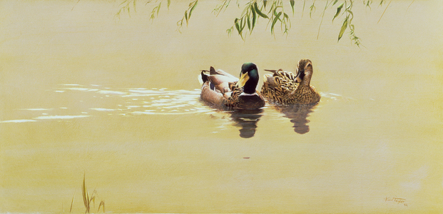 Mallard Pair, 1992 (w/c on paper)