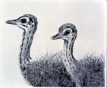 Young Ostrich Pair (pencil on paper)
