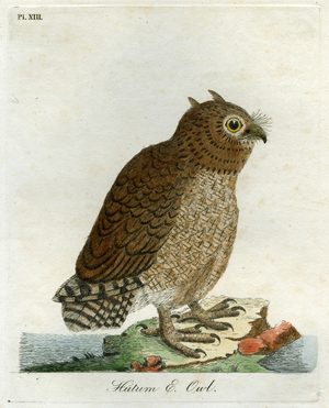 Hutum Owl, 1821 (handcoloured engraving)