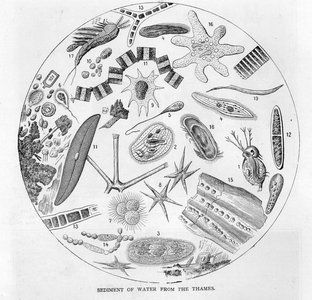 Sediment of water from the River Thames, mid 19th century (litho)