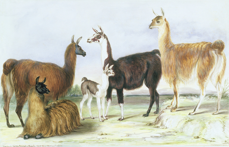 A Group of Llamas, from 'The Knowsley Menagerie', July 9th 1844 (w/c on paper)