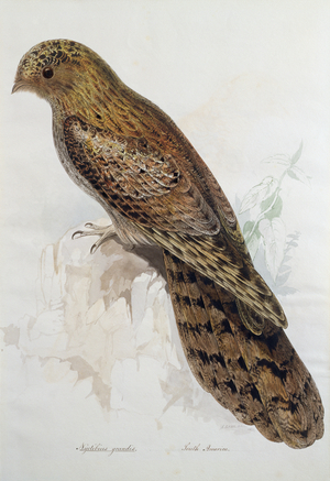 Nyctibius grandis., 1831 (w/c on paper)