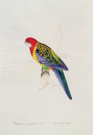 Platycercus eximius (Vig. et Horsf.), c.1831 (w/c on paper)