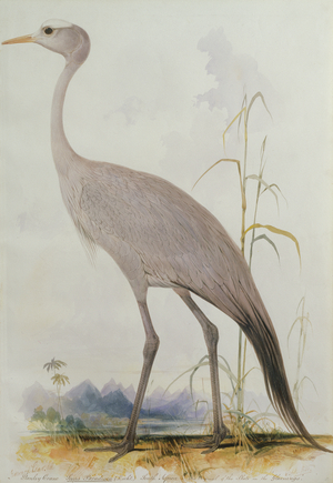 Stanley Crane, Scops paradisea (Licht.), Spetemer 1835 (w/c on paper)