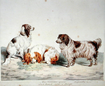 Land Spaniel, Cocker or Springer (w/c on paper)