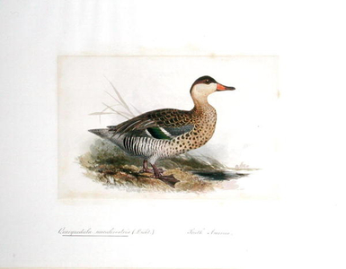 Querquedula maculirostris (Licht.), 1834 (w/c on paper)