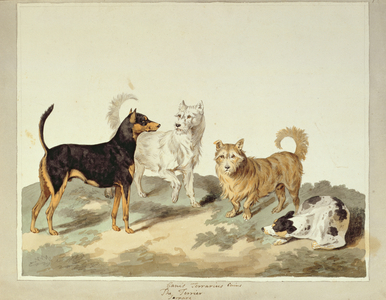 The Terrier, (w/c on paper)