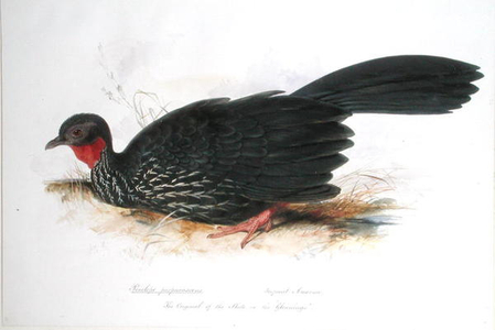 Penelope purpurascens, 1835 (w/c on paper)