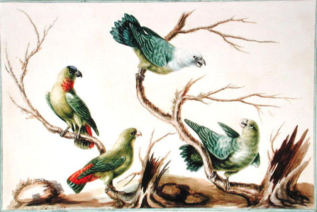 Niam Niam Parrot (w/c on paper)