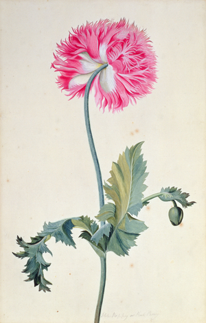 Peony Poppy (coloured engraving)