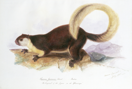Sciurus javensis, Screb., July 1836 (w/c on paper)