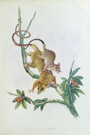 from 'The Knowlsey Menagerie', April 22nd 1845 (w/c on paper)