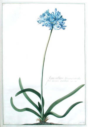 Hyacinthus africanus, tuberosus, flore Coeruleo Umbellato. Breyn. prod. (w/c on paper)