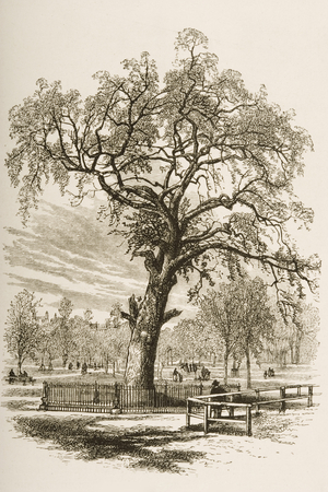 Liberty Tree, Boston Common, in c.1870, from 'American Pictures' published by the Religious Tract Society, 1876 (engraving)