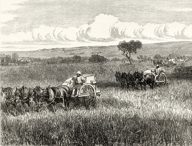 Reaping in South Adelaide, c.1880, from 'Australian Pictures' by Howard Willoughby, published by the Religious Tract Society, London, 1886 (litho)
