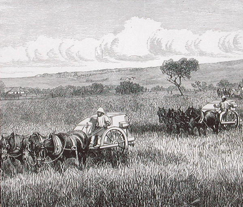 Reaping, South Adelaide, Australia, 1880s (engraving)
