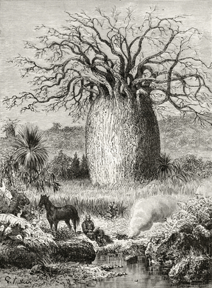 The Bottle Tree, from 'Australian Pictures' by Howard Willoughby, published by the Religious Tract Society, London, 1886 (litho)