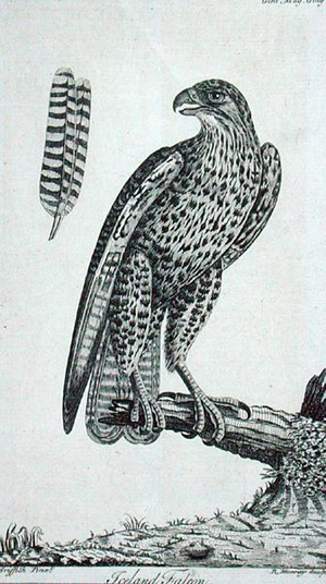 Iceland Falcon (Falcon Rusticolus), from 'The Gentleman's Magazine', July 1771 (engraving)