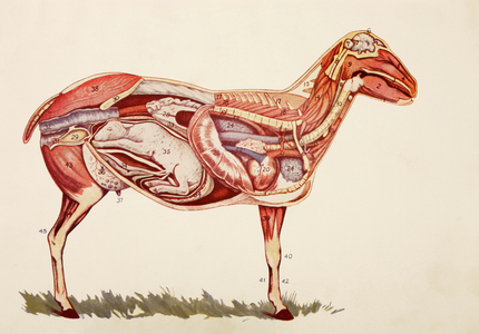 Internal organs of a Ewe, from 'Virtue's Household Physician', published in 1924 (colour litho)