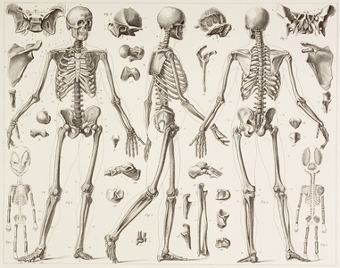 Skeleton of a fully grown human, after a 19th century print (lithograph)