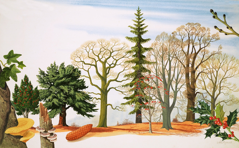 Trees in Winter