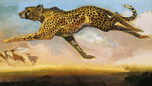Cheetah