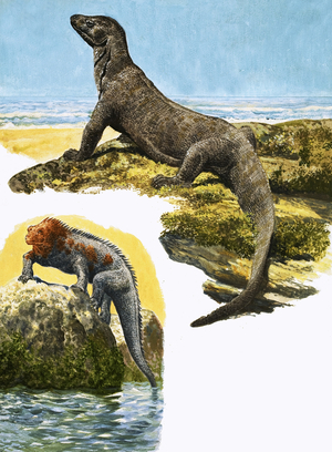 Komodo Monitor and Sea Iguana