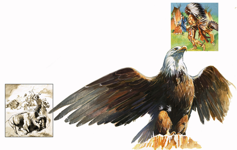 The Bald Eagle