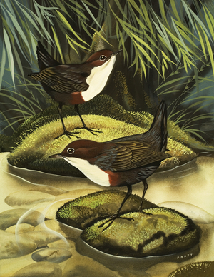 The Dipper, also known as the Water Ousel.