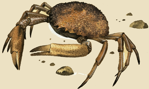 Crab