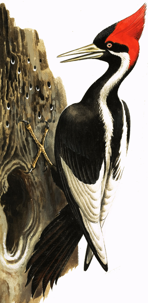 Ivory-billed Woodpecker (gouache on paper)