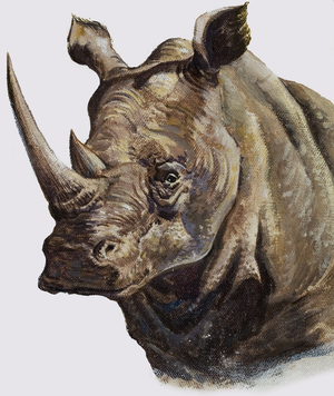 White Rhinoceros, 1980 (gouache on paper)