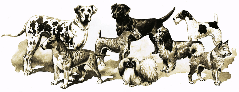 Dogs