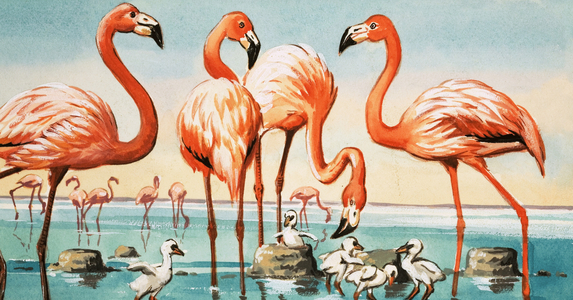 Flamingoes