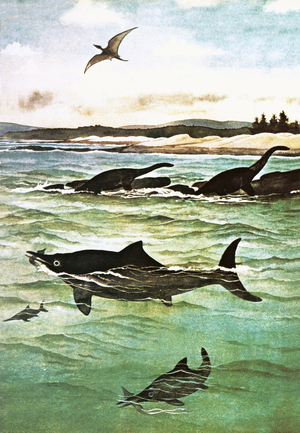 Pre-historic sea creatures