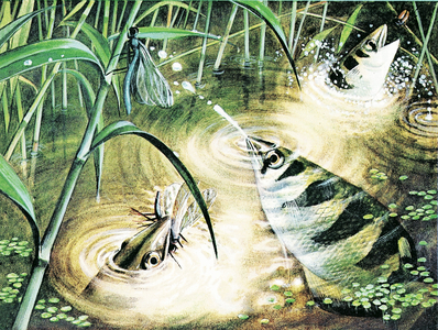 Fish That Fires Bullets -- the archerfish uses water as ammunition